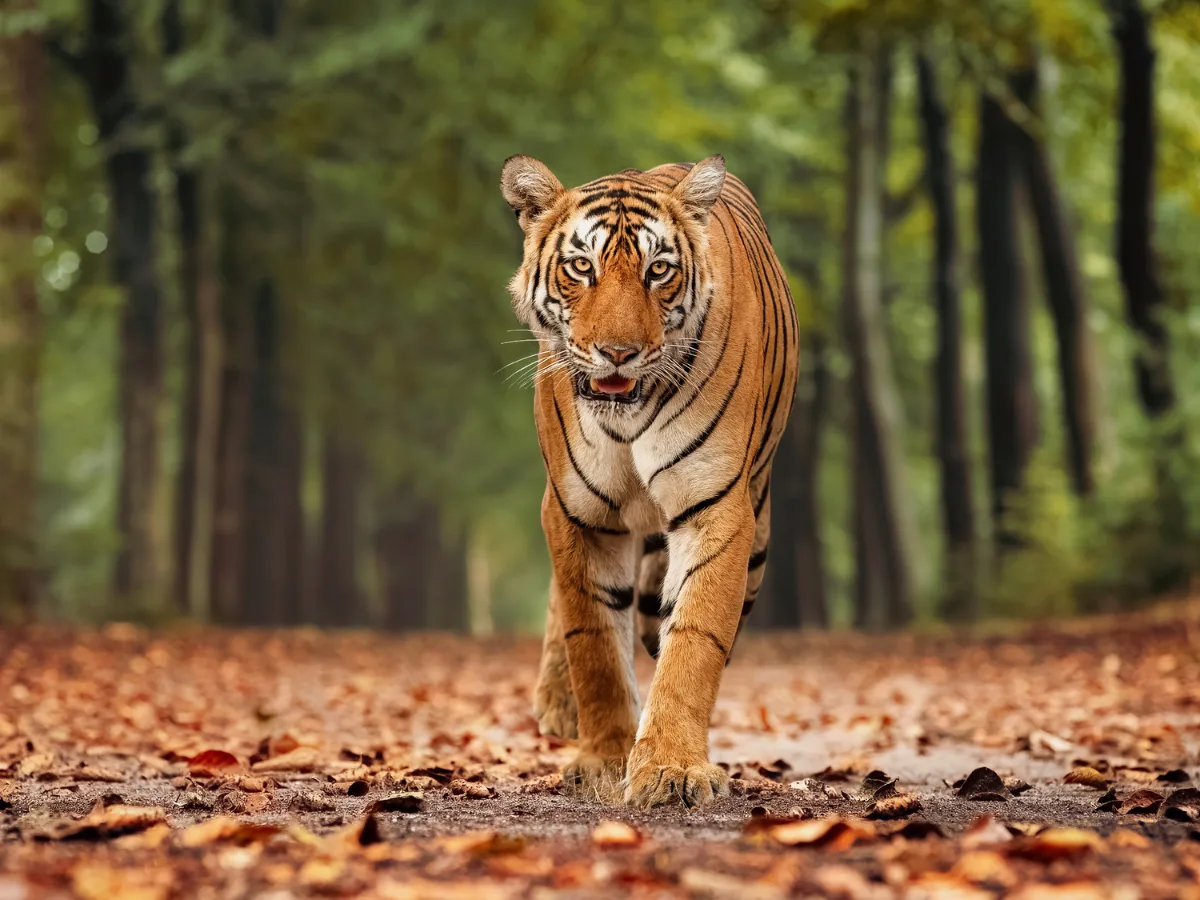 Tiger at Bannerghatta Biological Park – Force Urbania outing from Bangalore
