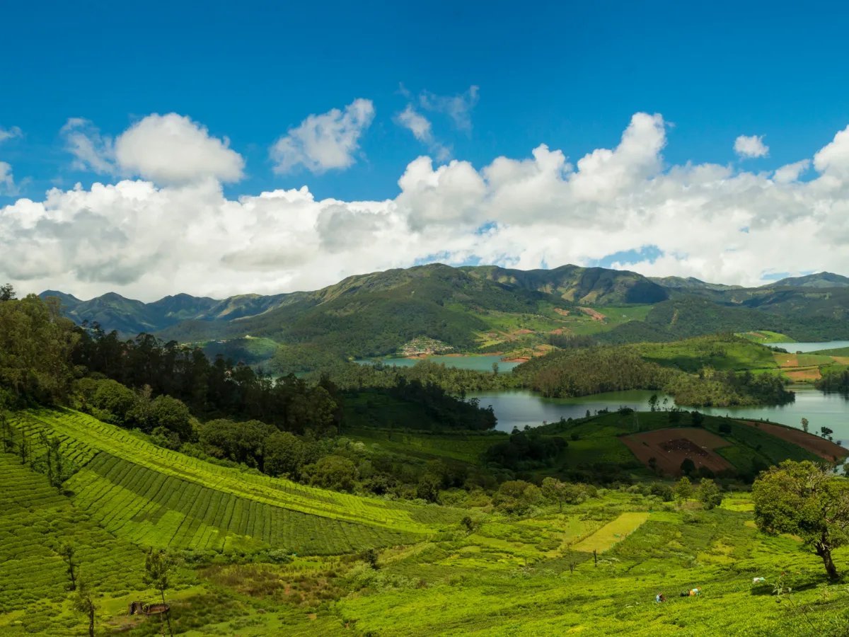Ooty tea plantations in the Nilgiris – Force Urbania from Bangalore to Ooty